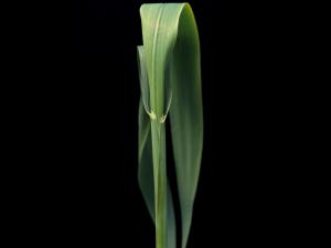 Avoine cultivée(Avena sativa)_3