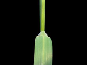 Avoine cultivée(Avena sativa)_4