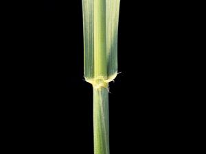 Blé commun(Triticum aestivum)_1
