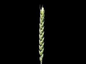 Blé commun(Triticum aestivum)_4