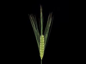 Orge commun (Hordeum vulgare)_2