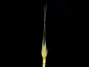 Seigle commun (Secale cereale)_3