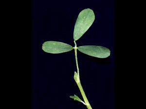 Luzerne cultivé (Medicago sativa)_3