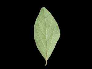 Gaylussaquier fruits bacciformes (Gaylussacia baccata)_4