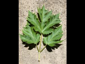 Berce laineuse(Heracleum maximum)_3