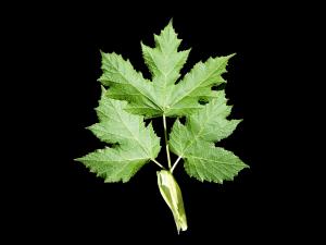 Berce laineuse(Heracleum maximum)_5