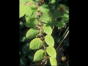Renouée Japon (Reynoutria japonica)_1