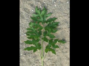 Berce commune(Heracleum sphondylium)_3