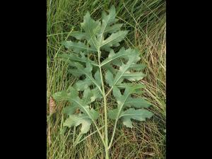 Berce commune(Heracleum sphondylium)_11