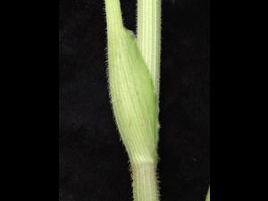 Berce commune(Heracleum sphondylium)_12