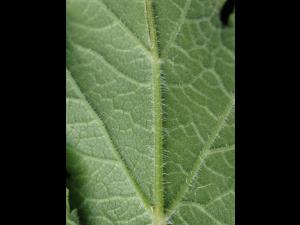 Berce commune(Heracleum sphondylium)_13