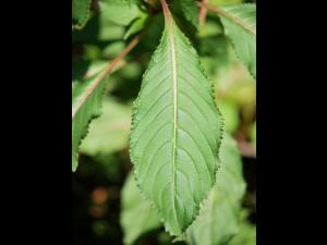 Impatiente glanduleuse (Impatiens glandulifera)_3