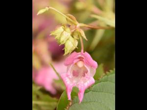 Impatiente glanduleuse (Impatiens glandulifera)_15