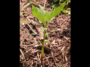 Impatiente glanduleuse (Impatiens glandulifera)_22