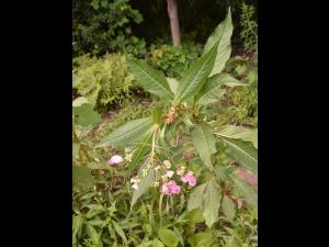 Impatiente glanduleuse (Impatiens glandulifera)_27