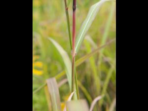 Miscanthus commun (Miscanthus sacchariflorus)_7