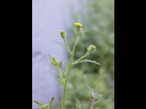 Seneçon visqueux (Senecio viscosus)_15