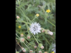 Seneçon visqueux (Senecio viscosus)_18