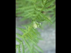Tanaisie vulgaire (Tanacetum vulgare)_1