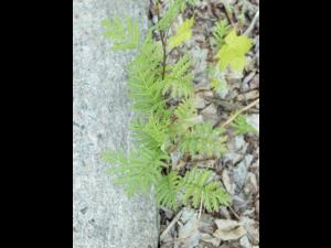 Tanaisie vulgaire (Tanacetum vulgare)_2