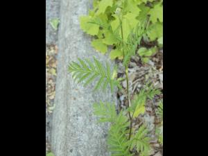 Tanaisie vulgaire (Tanacetum vulgare)_3