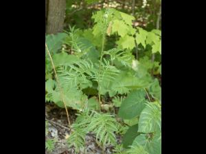 Tanaisie vulgaire (Tanacetum vulgare)_5