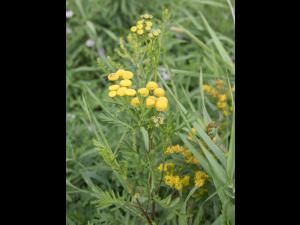 Tanaisie vulgaire (Tanacetum vulgare)_10