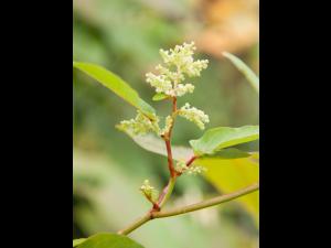 Renouée Sakhaline (Reynoutria sachalinensis)_3