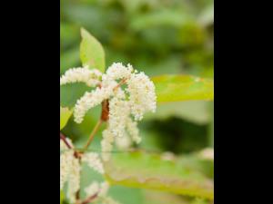 Renouée Sakhaline (Reynoutria sachalinensis)_8