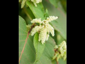 Renouée Sakhaline (Reynoutria sachalinensis)_11