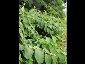 Renouée Sakhaline (Reynoutria sachalinensis)_12