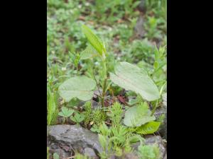Renouée Sakhaline (Reynoutria sachalinensis)_22