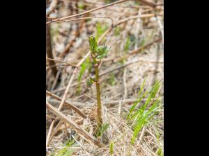 Renouée Japon (Reynoutria japonica)_18