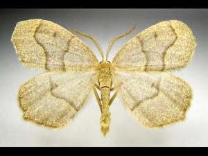 Arpenteuse pruche (Lambdina fiscellaria fiscellaria)_1