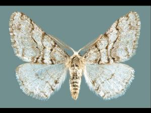 Arpenteuse épineuse (Phigalia titea)_1