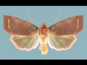 Ver-gris des fleurs d'atocas (Epiglaea apiata)_2