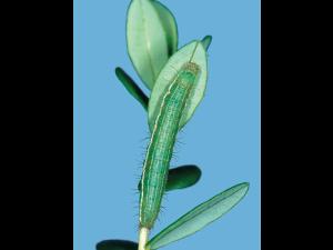 Fausse-arpenteuse de Putnam (Plusia putnami)_2