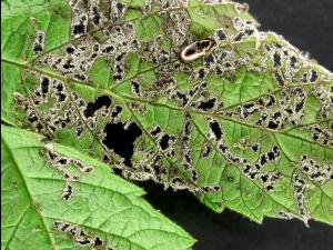 Altica sp._2