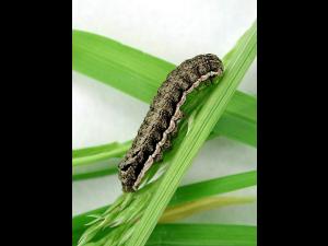 Ver-gris clandestin (Spaelotis clandestina)_1