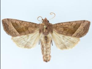 Perce-tige tacheté (Hydraecia micacea)_2