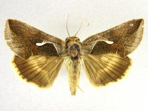 Autographe céleri (Anagrapha falcifera)_1