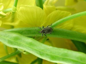 Charançon de la silique (Ceutorhynchus obstrictus)_1