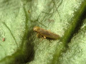 Cicadelle de l'aster (Macrosteles quadrilineatus)_1