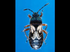 Punaise des céréales (Blissus leucopterus leucopterus)_1