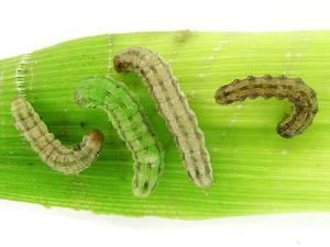 Ver de l'épi du mais (Helicoverpa zea)_4