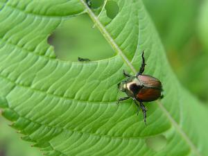 Scarabée japonais (Popillia japonica)_4