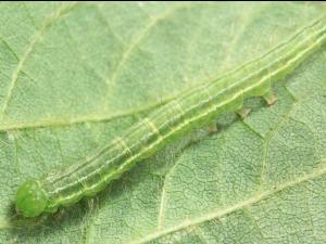 Noctuelle des légumineuses (Hypena scabra)_4