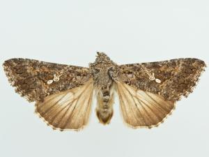 Fausse-arpenteuse du chou (Trichoplusia ni)_3