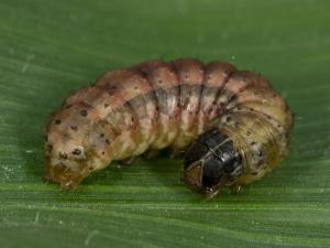 Légionnaire d'automne (Spodoptera frugiperda)_6