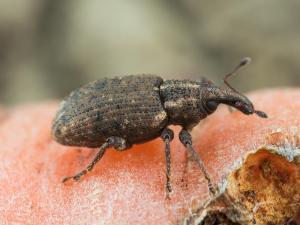 Charançon de la carotte (Listronotus oregonensis)_4